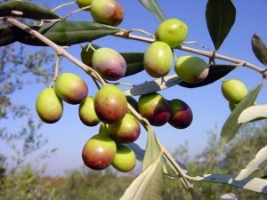 Frantoio Olive
